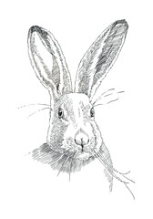 realistic portrait of a rabbit, a sketch by hand