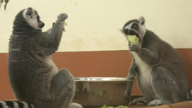 ring-tailed lemurs of Madagascar eating vegetables. Lemur catta species endemic to Madagascar island of Africa.