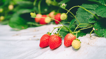 美味しそうな露地栽培の苺