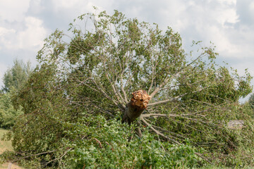 Broken trees after strong wind storm. In village Balnikai, Lithuania