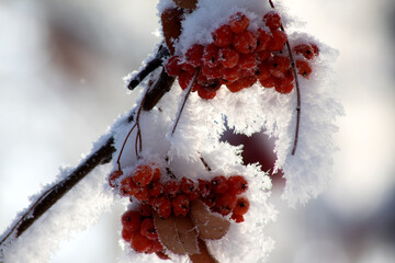 red berries in snow