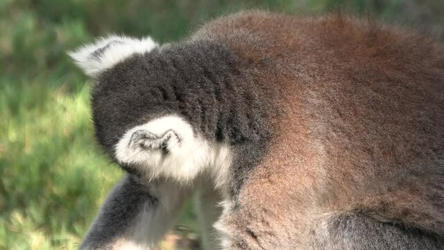 close up view of head of a ring-tailed lemur of Madagascar, a strepsirrhine primate. Lemur catta species from island of Madagascar in Africa.