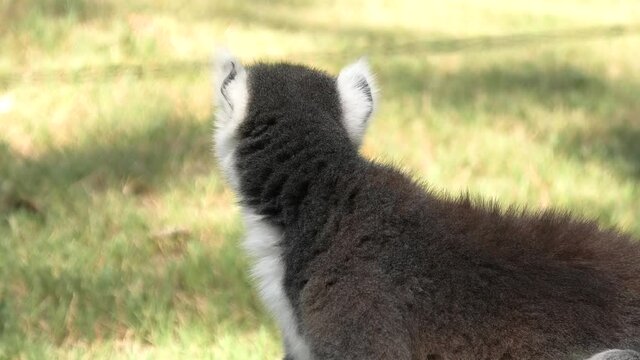 Face of a strepsirrhine primate ring-tailed lemur of Madagascar. Lemur catta species endemic to the island of Madagascar of Africa.