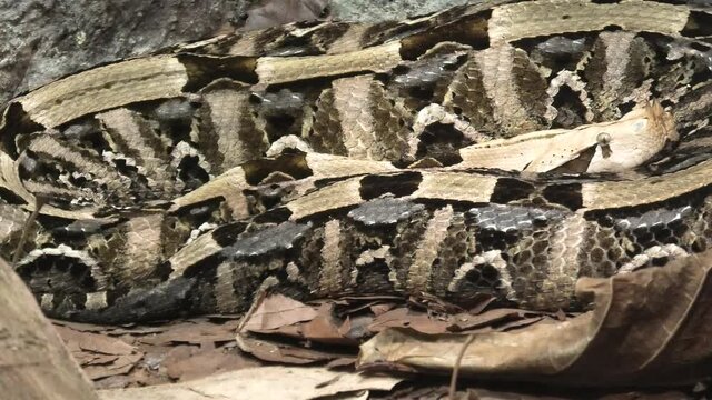 Gaboon viper snake in a natural terrarium. Bitis gabonica species from the African savannas and rainforests of sub-Saharan Africa.