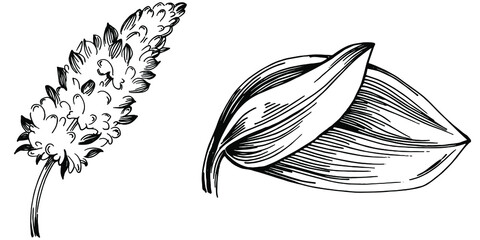 Sage vector isolated plant with leaves. Herbal engraved style illustration. Detailed organic product sketch.The best for design logo, menu, label, icon, stamp.