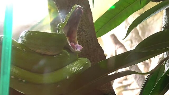 Green tree python yawning in terrarium. Morelia viridis species from the Pythonidae family. Python snake from New Guinea, Indonesia, and Australia. It subdues its prey by constriction. Closeup view.