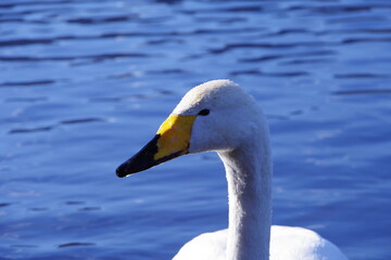 湖のハクチョウの顔のクローズアップ。日本の北海道の屈斜路湖で。