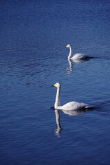 湖に浮かぶ二羽のオオハクチョウ。日本の北海道の屈斜路湖で。