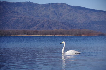 湖の風景の中の一羽のハクチョウ。白鳥の越冬地である日本の北海道の屈斜路湖で。