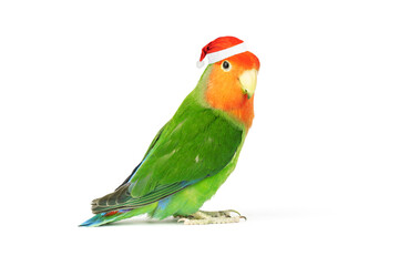 Lovebird parrot isolated on white background. colorful bird © Максим Травкин