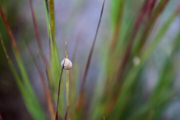 dandelion in the garden