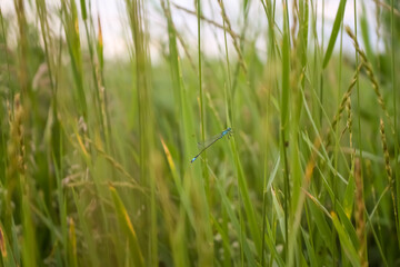 green grass background