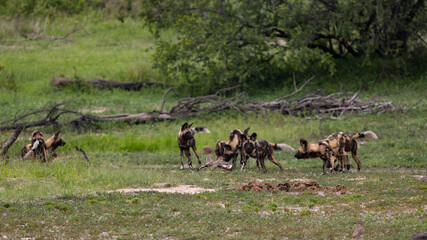 Pack of African wild dogs