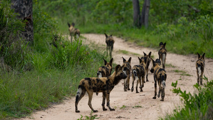 Pack of African wild dogs