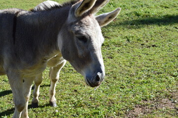 A funny donkey 