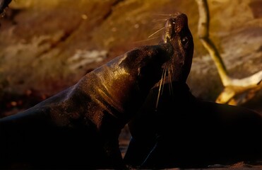 Sea lion