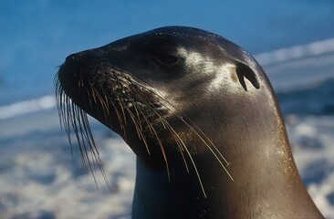 Sea lion