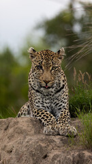 leopard with one blind eye