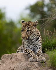 Fototapeta na wymiar leopard with a blind eye on a termite mound