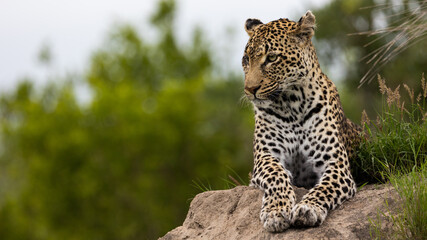 leopard with a blind eye on a termite mound