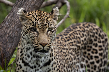 Fototapeta na wymiar leopard with one blind eye