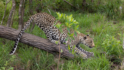 leopard on a fallen down dead tree