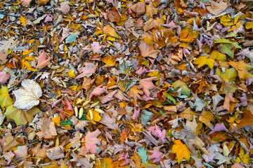 Fallen dry leaves from a tree on the ground in the park.