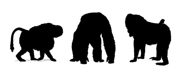 The hamadryas baboon, chimpanzee and mandrill illustration. Big apes silhouette drawing.	
