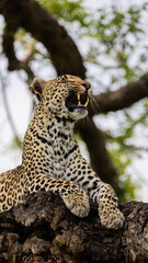 leopard posing in a marula tree