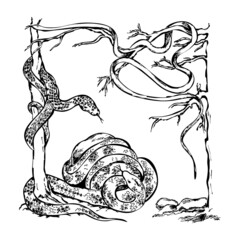 Snake crawl on the trees, lying on the tree.  Snake twists around a stone, squirming. Hand drawn illustration, graphic drawing for tattoo, stickers, t-shirt design. - 474874869