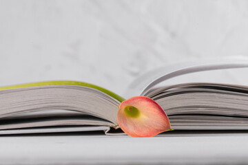 Pink Calla lily on a opened book on a white background. World Book Day, April 23. Minimalist book...