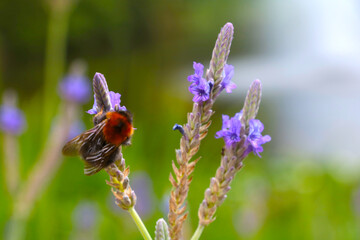 Blurry background, out of focus, the bee sits on a field flower.