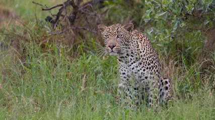 Fototapeta na wymiar male leopard on the move in the rain