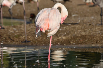 Flamingo pink , tropical animal wildlife , exotic	
