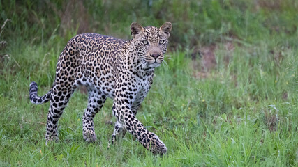 male leopard on the move in the rain