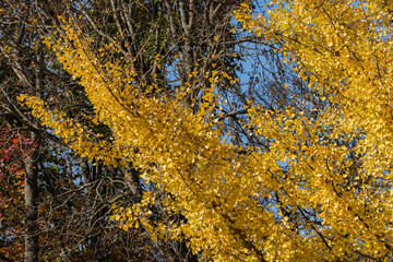 Yellow leaves and brown fruits of ginkgo tree (Ginkgo biloba), known as ginkgo against blurred...