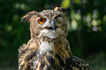 The blinking eagle-owl (Bubo bubo) look to camera