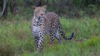 male leopard on the move in the rain