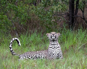 leopard whiskers in the rain