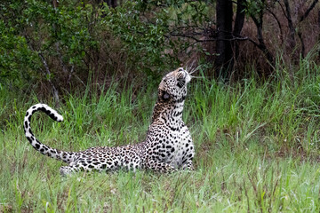 leopard whiskers in the rain