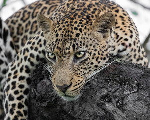 Fototapeta na wymiar Leopard male in a marula tree