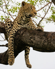 Fototapeta na wymiar Leopard male in a marula tree