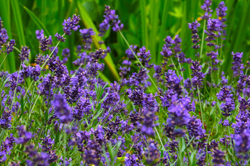 Fragrant flowering lavender in the field in the summer.