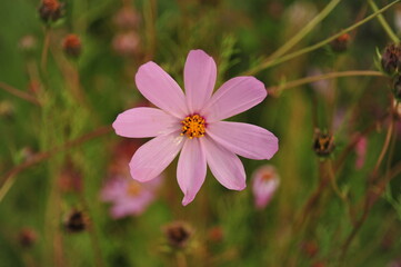 Fototapeta premium beutefull flowers and plants 