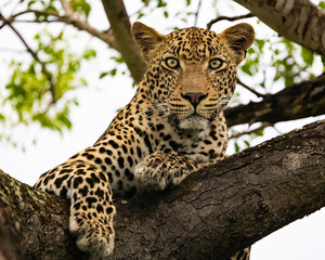 Leopard male in a marula tree