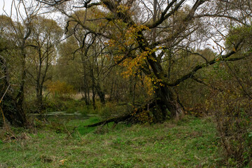 landscape on a cloudy autumn day