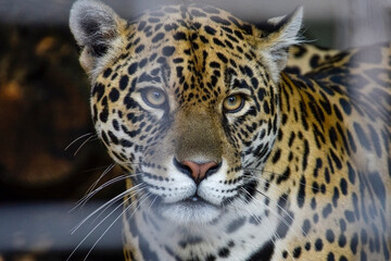 Fototapeta na wymiar Leopard wildlife , animal 
