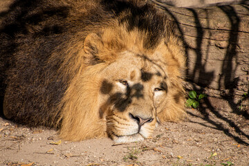 Lion , King of the jungle , Portrait Wildlife animal	

