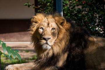 Lion , King of the jungle , Portrait Wildlife animal	
