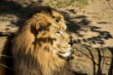 Lion , King of the jungle , Portrait Wildlife animal	
